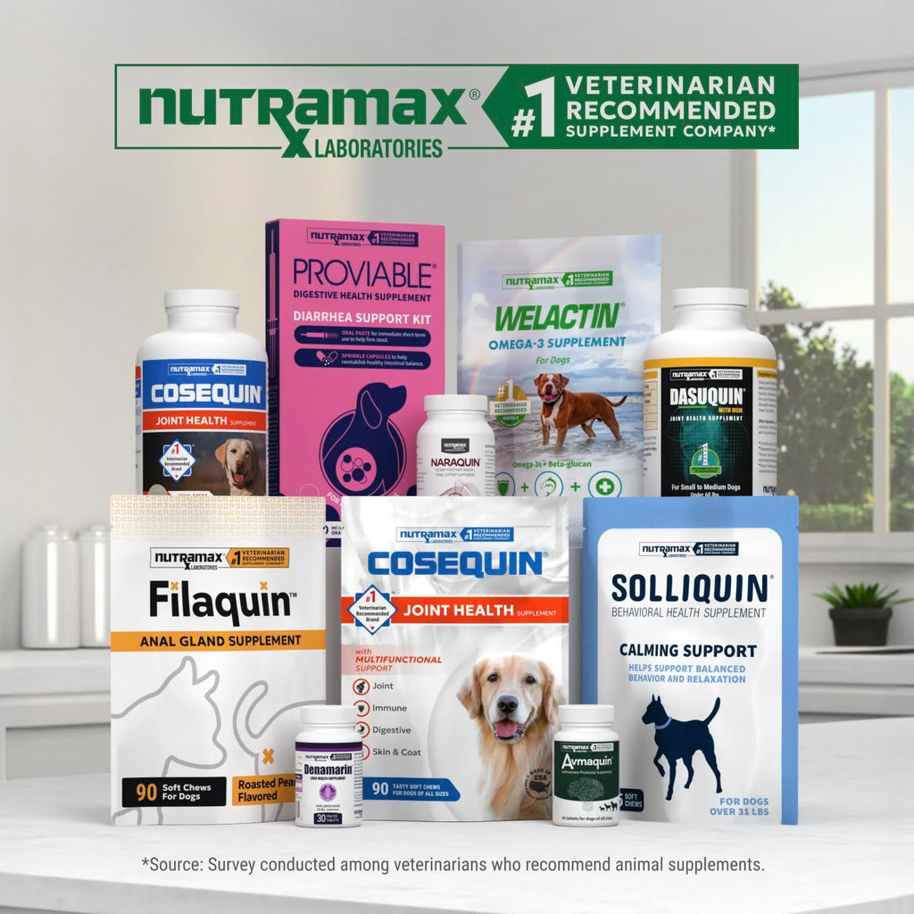 Nutramax Dasuquin MSM Joint Supplement for Large Dogs, Soft Chews, 42ct