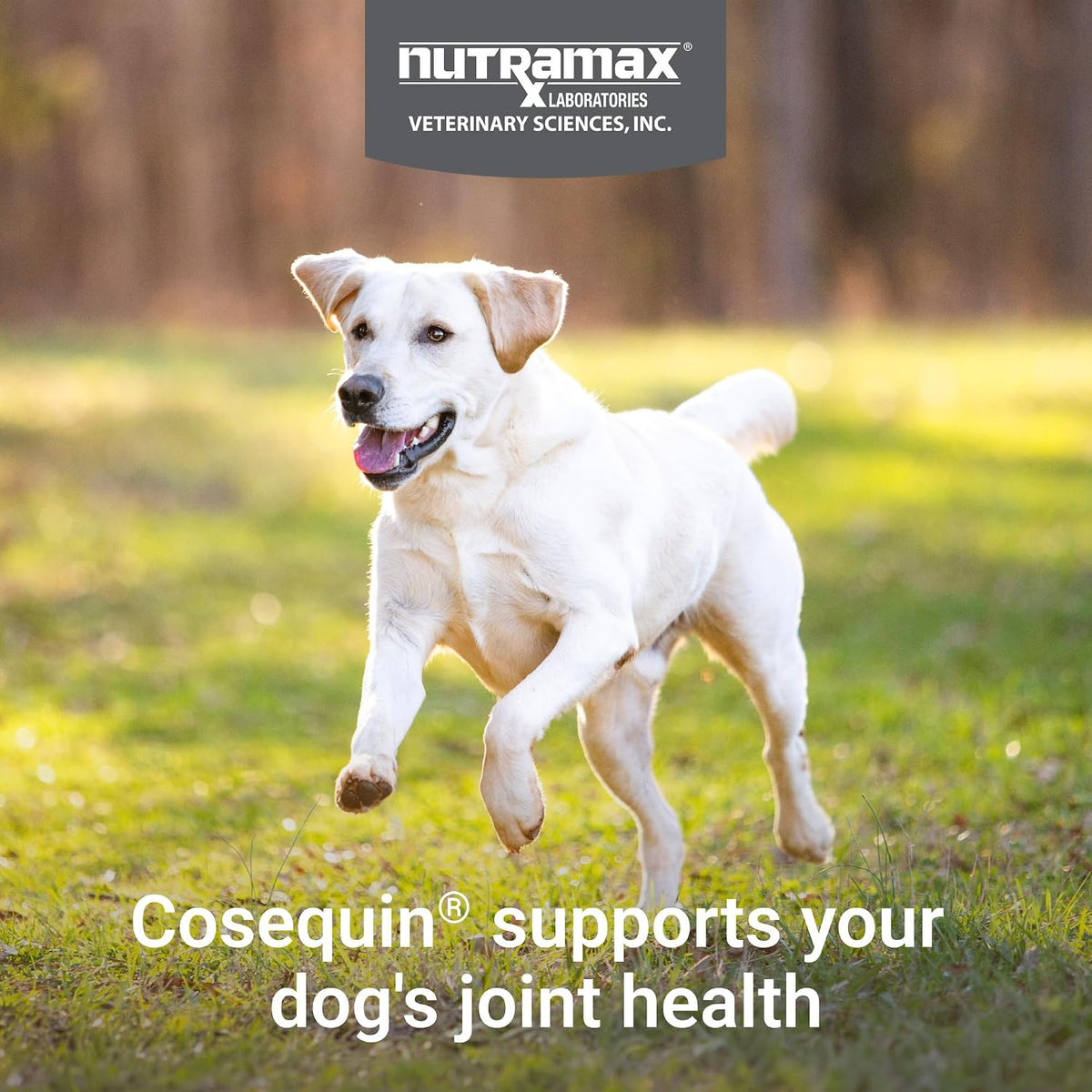 Nutramax Cosequin Joint Supplement for Dogs, Chewable Tablets, 132ct